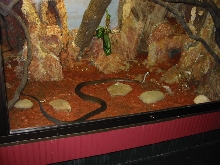 Black mamba
