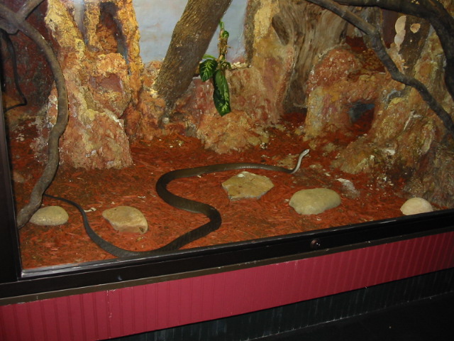 Black mamba