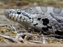 Milk Snake