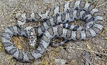 Eastern Milk Snake