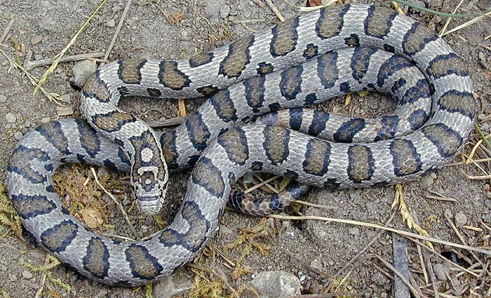 Eastern Milk Snake