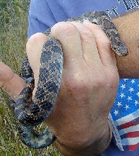 Eastern Milk Snake
