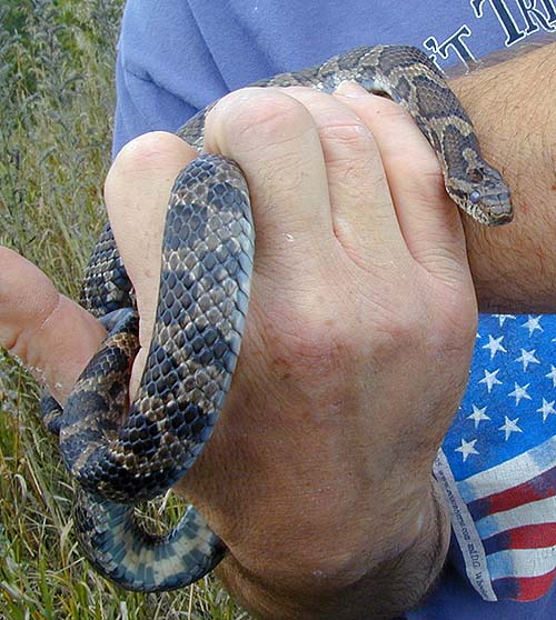 Eastern Milk Snake