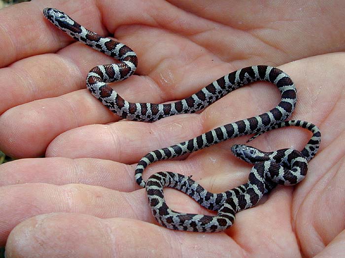 Neonate Milk Snakes