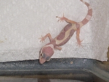 My new baby :) albino?