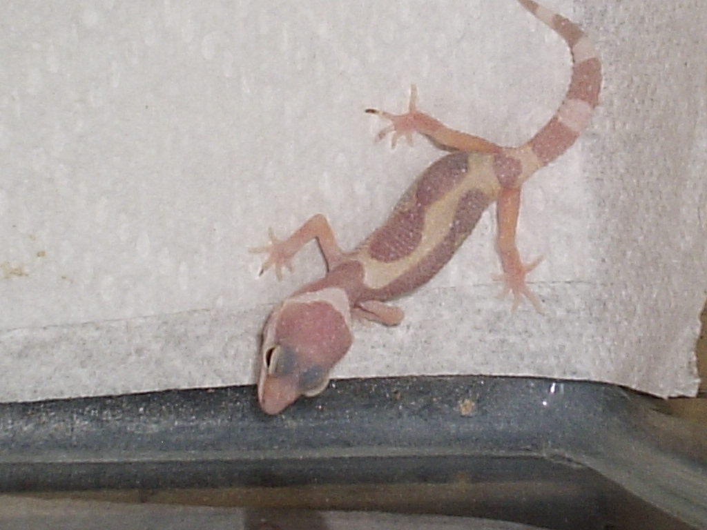 My new baby :) albino?