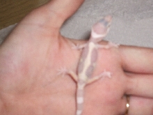 leopard gecko