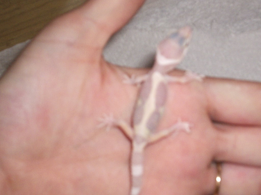 leopard gecko