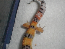 leo tail