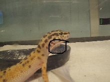 swollen?