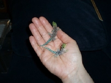 New babies!!!