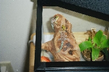 Spring and Peanut