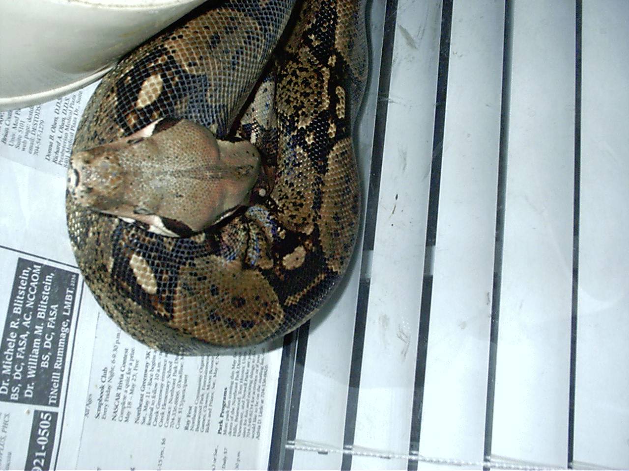 D in cage