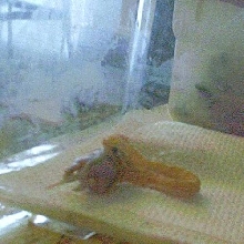 mijo first feed
