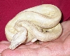 2004 Snow Boa