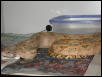 Hogg Female