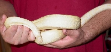 2003 Snow Boa