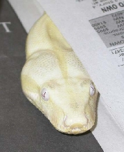 Snow Boa