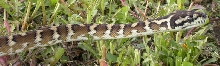 Snake in the grass
