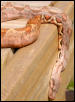 Hogg Island Boa