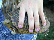 Box Turtle
