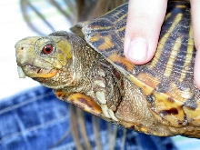 Eastern Box turtle?