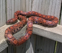 Brazilian Rainbow Boa