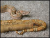 Hog Island Female