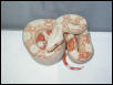 03 Albino Boa Male