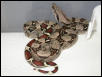 Female Het Albino