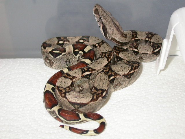 Female Het Albino