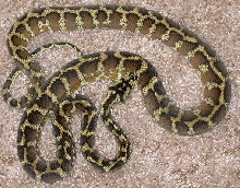 2001 Female Irian Jaya Carpet Python