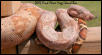 Hogg Island Boa