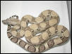 Anerythristic Boa