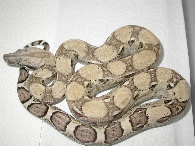Anerythristic Boa