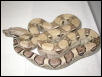 Female Anerythristic Boa