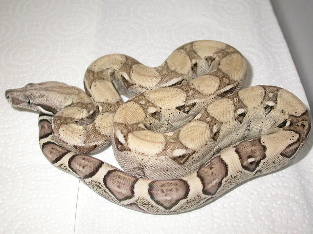 Female Anerythristic Boa