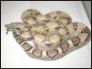 Female Anerythristic Boa