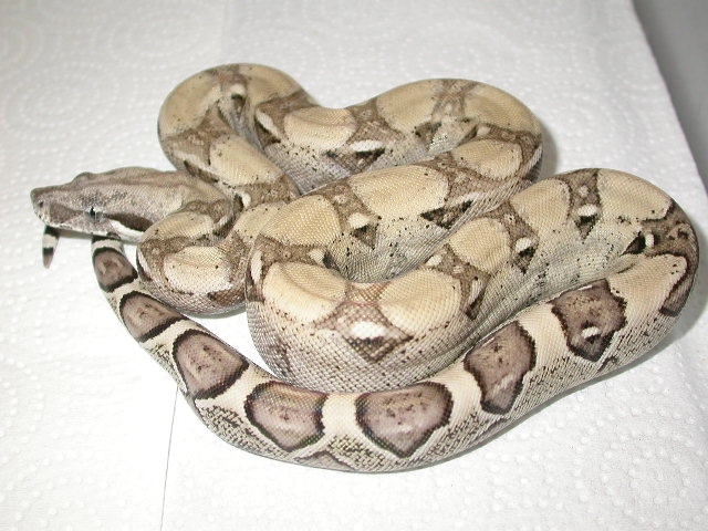 Female Anerythristic Boa