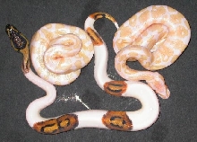 Albinos & Piebold