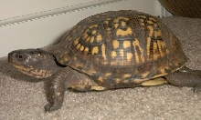 female boxie