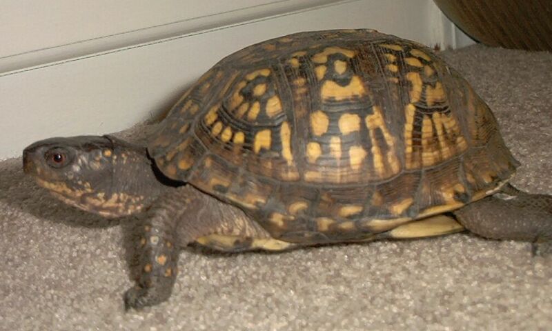 female boxie