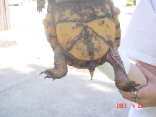 plastron