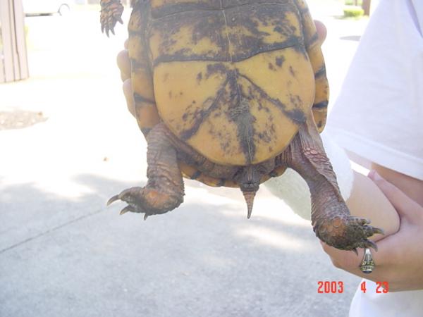 plastron
