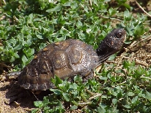 LilKita1