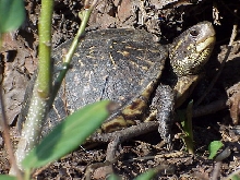 Tukita