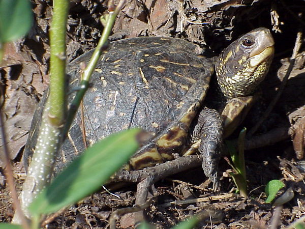 Tukita