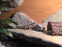 Spoiled Tegu