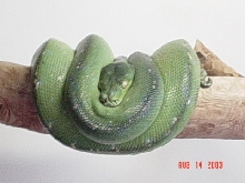 gtp
