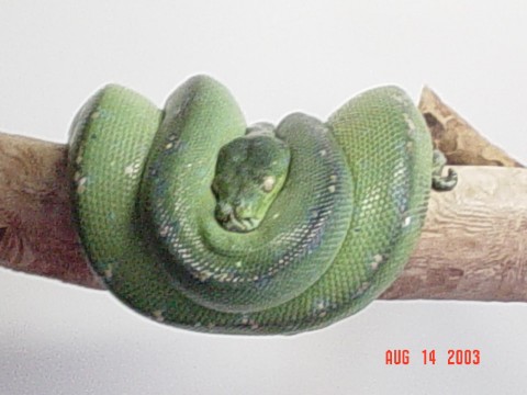 gtp